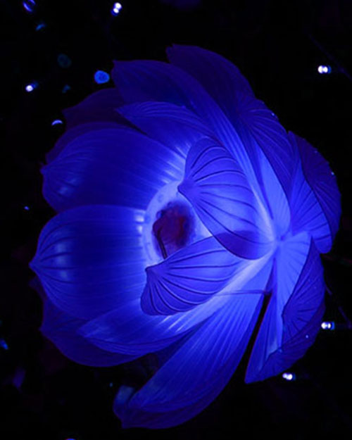 The Conscious Application of The Law of One in 5th Density in Order for an Entity to Progress