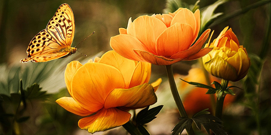 The Benefits of Gardening and Taking Care of One's Surroundings