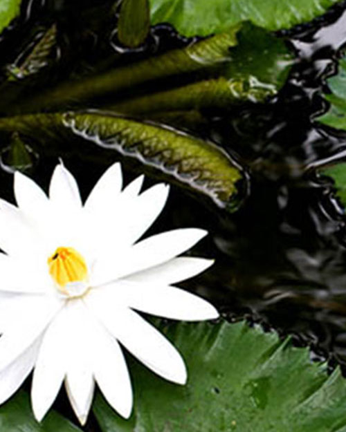 Sanctifying a Dwelling or Getting Rid of Negative Energy Using Garlic, Salt and Water